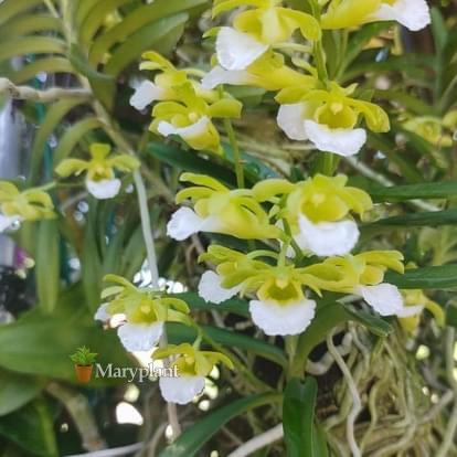 Christensonia vietnamica orchid plants