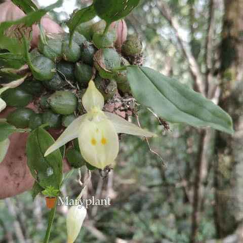 Panisea uniflora orchid plant