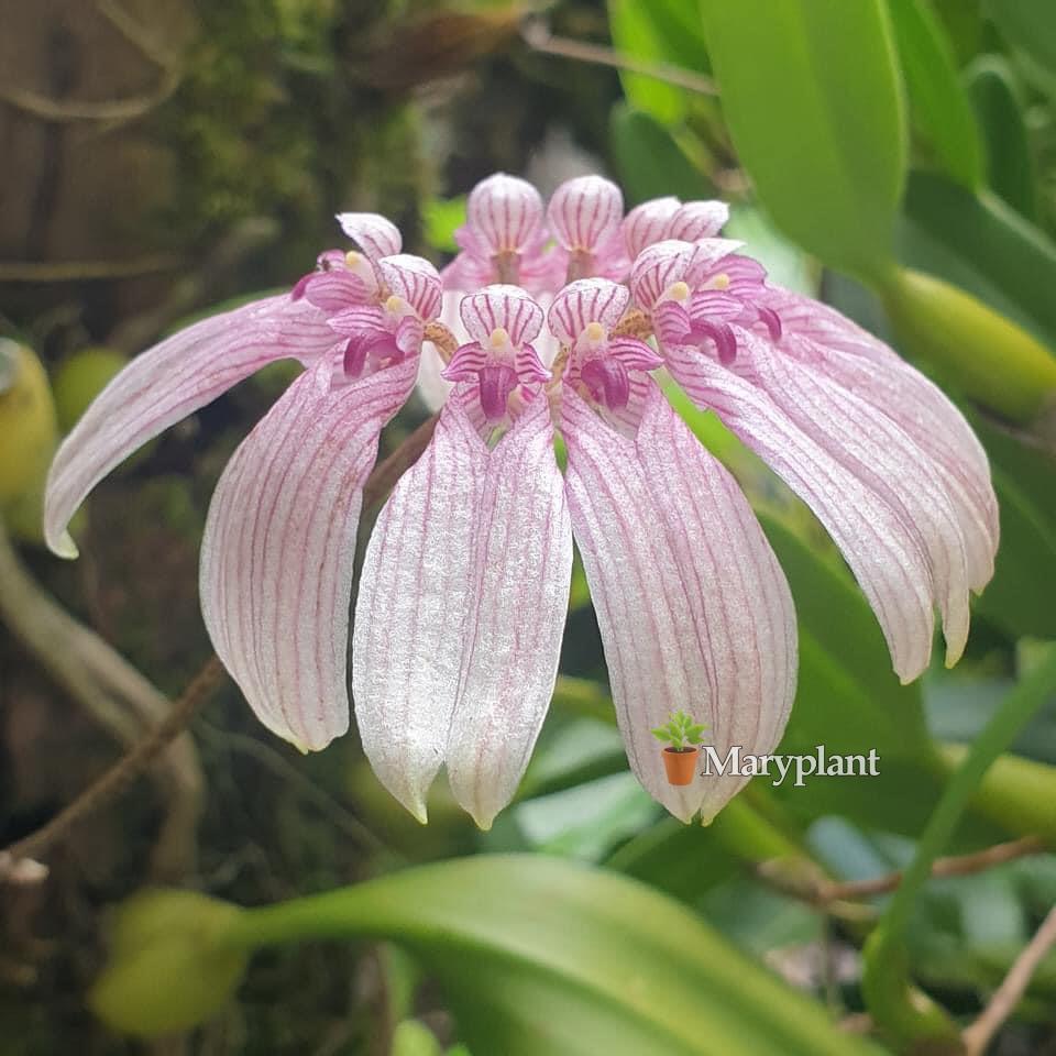 Bulbophyllum Annandalei wild orchid plant
