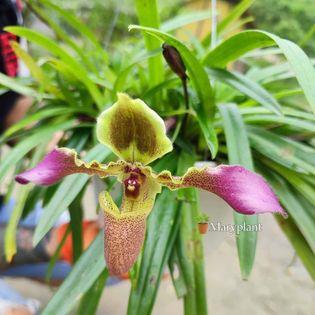 Paphiopedilum hirsutissimum orchid plant