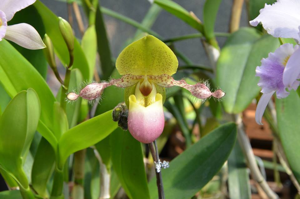 Paphiopedilum Amelia Hart Alexander orchid plant